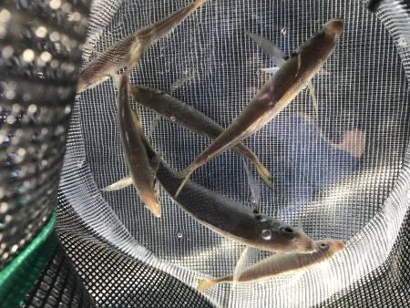 アジ釣れてます。