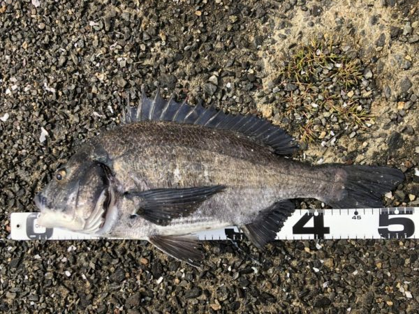 イチノ兄弟、釣果！