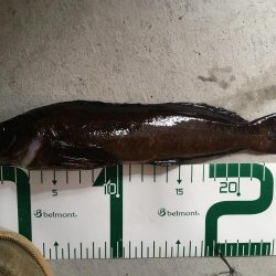 大潮は釣れますね！