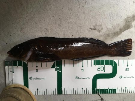 大潮は釣れますね！