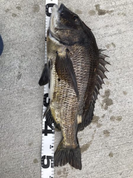 イチノ兄弟、釣果！