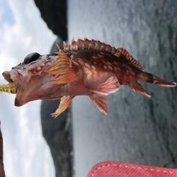 京都ラスト釣り