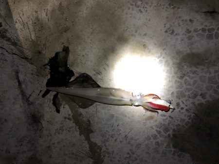 寒い中なんとか…