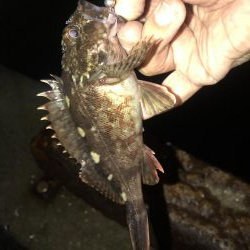 メバル を狙いに