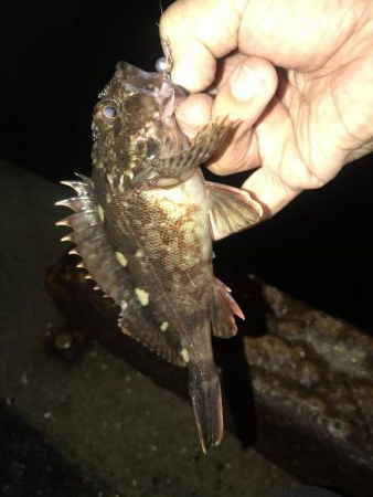 メバル を狙いに