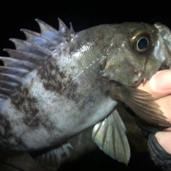 週末恒例淡路島釣果報告