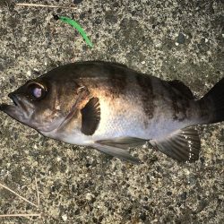 ひたすら寒いが魚は居た!