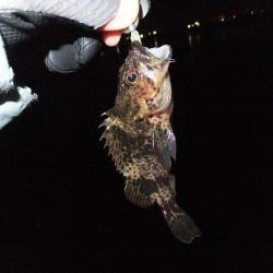 メバリングのはずが、、、