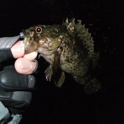 ガッシー君、高活性！