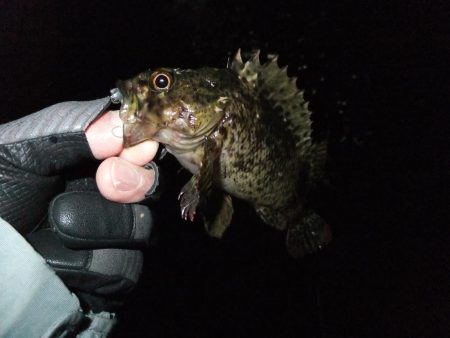 ガッシー君、高活性！