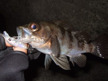 プラッギングのみで