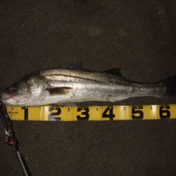 辛抱の回遊待ち