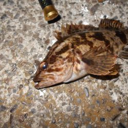 シーバス狙いだったが…