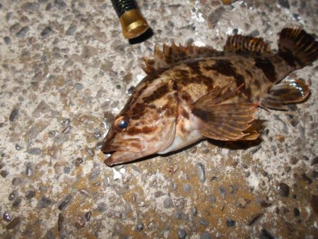 シーバス狙いだったが…