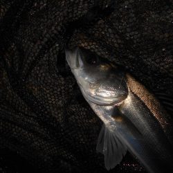 手こずらせやがって~!!