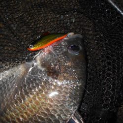 シーバス狙いでしたが…。