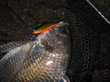 シーバス狙いでしたが…。