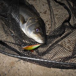 沈みテトラ付近でヒット