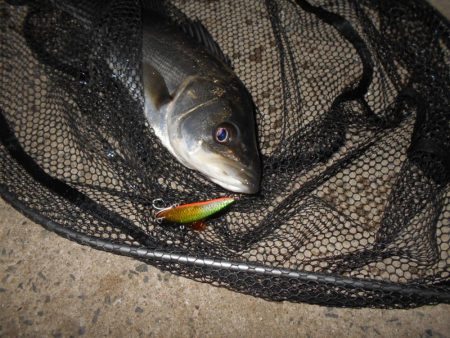 沈みテトラ付近でヒット