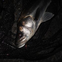 ボトムで反応有り