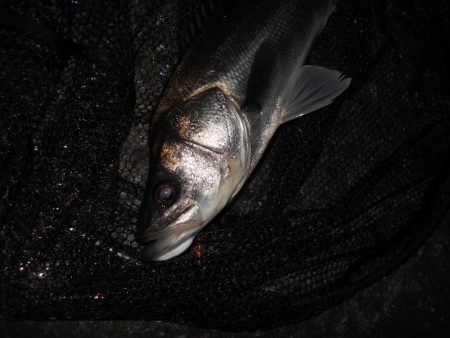 ボトムで反応有り