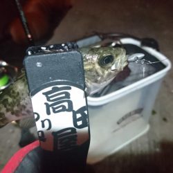 少しだけメバリング