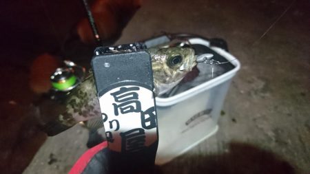 少しだけメバリング