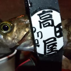 メバル狙い！！