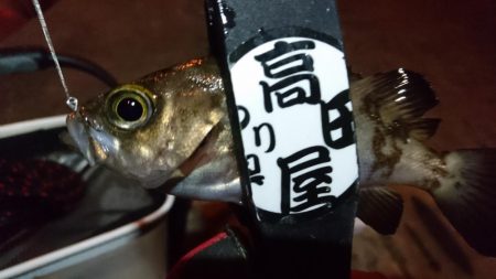 メバル狙い！！