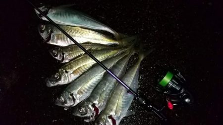 アジングで尺超え連発