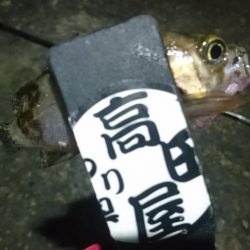 姫路メバリング