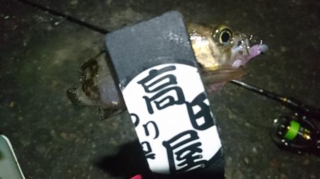 姫路メバリング