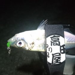 バレンタインアジ