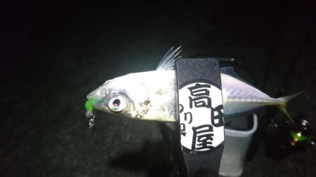 バレンタインアジ