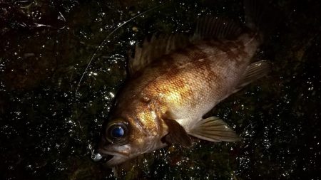 メバリングで入れ食い