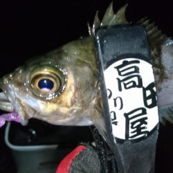 雨上がりにメバル！！