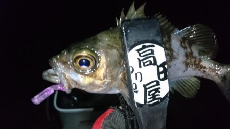 雨上がりにメバル！！