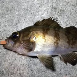 癒しの子メバル