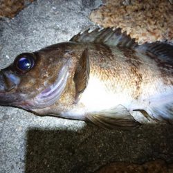 メバルプラッキング