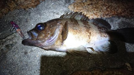 メバルプラッキング