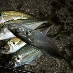 アジングでナイトゲーム