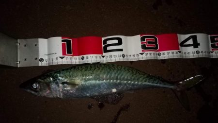 大型鯖接近中！