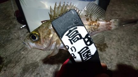 今夜もボトム！！