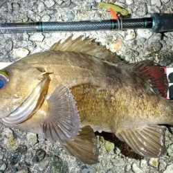 ホタルイカパターンでメバル