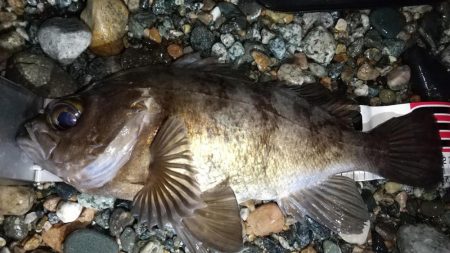 ホタルイカパターン　良型メバル確保！