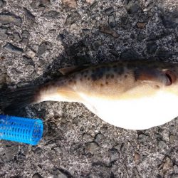 青物まったく(泣)