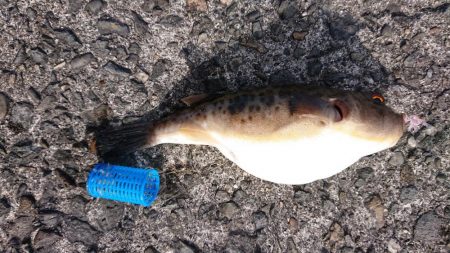 青物まったく(泣)