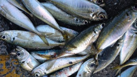 入れ食いでした！