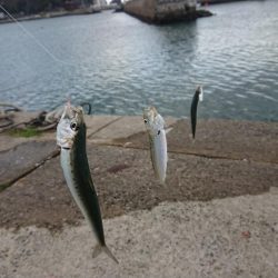 まだまだイワシ祭り