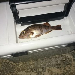 メバルとほぼガシラ